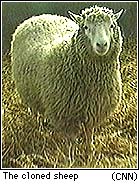 Dolly the cloned sheep